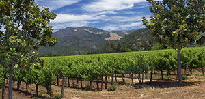 Guide to Sonoma Wine Country